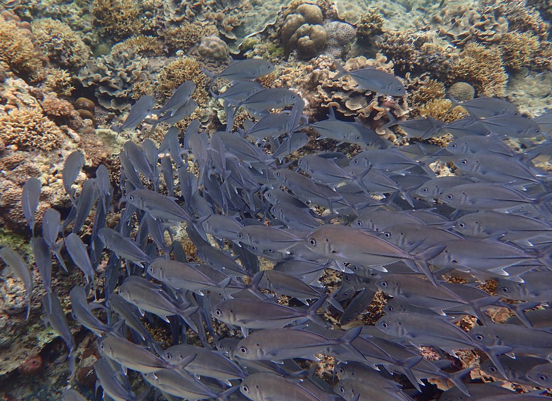 Anilao Snorkel Safari: Explore the Amazing Underwater World