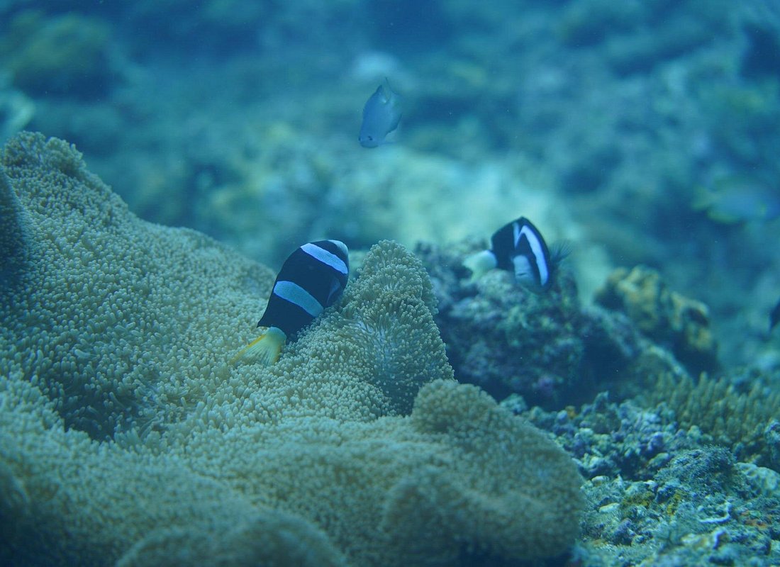 Wonderful Snorkeling Trip from Manila!