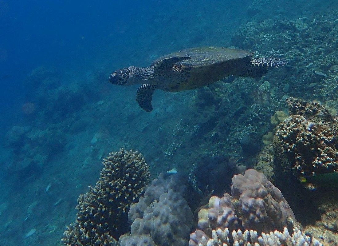 Wonderful Snorkeling Trip from Manila!
