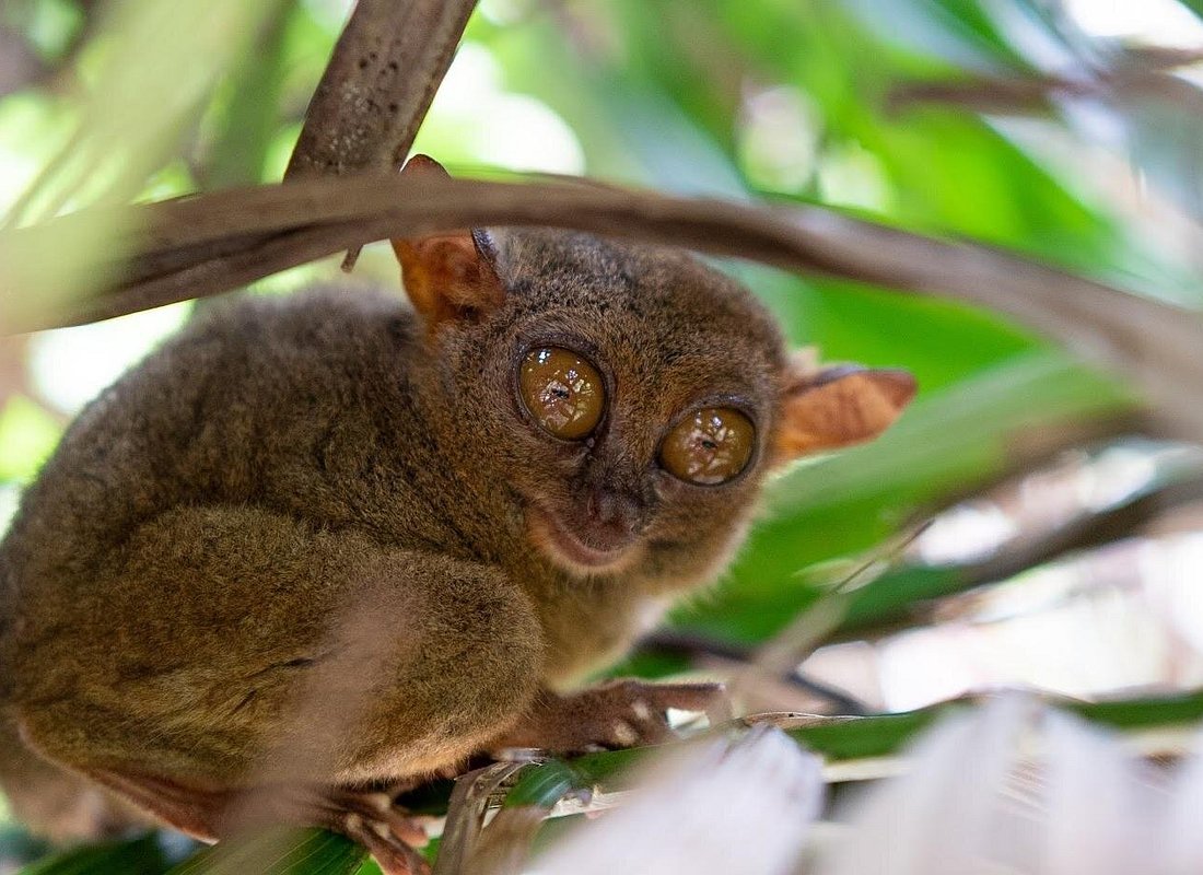 Bohol Chocolate hills and Nature tour