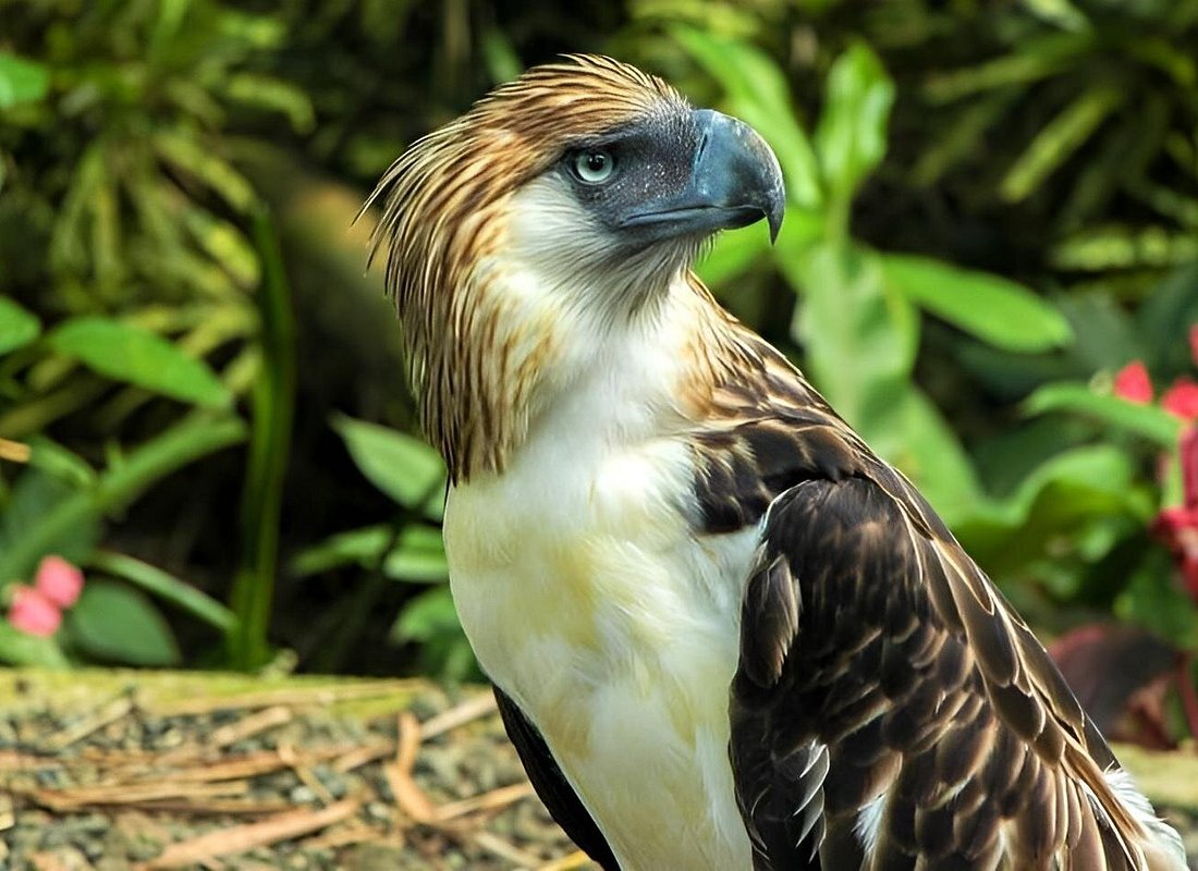 Philippine Eagle Center/Shopping