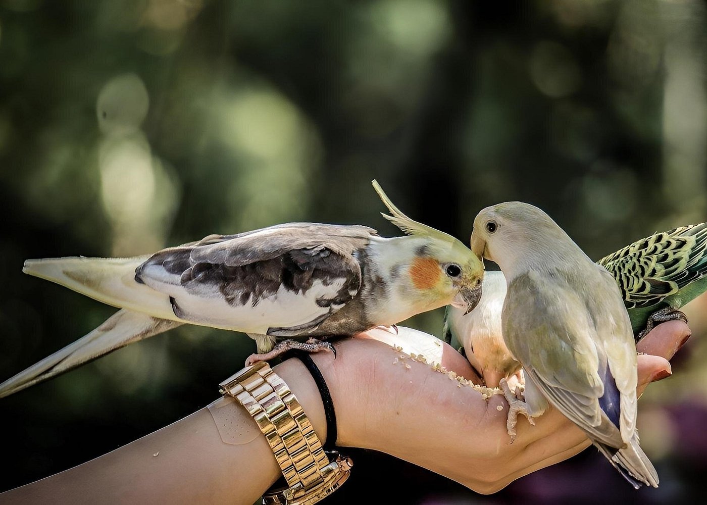 Malagos Chocolate Factory & Museum , Philippine Eagle Center