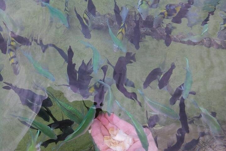 Beach Holiday in Samal Islands (8 Hours)