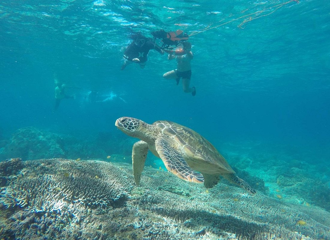 Full Day Apo Island Tour from Dumaguete