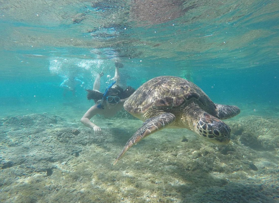 Full Day Apo Island Tour from Dumaguete