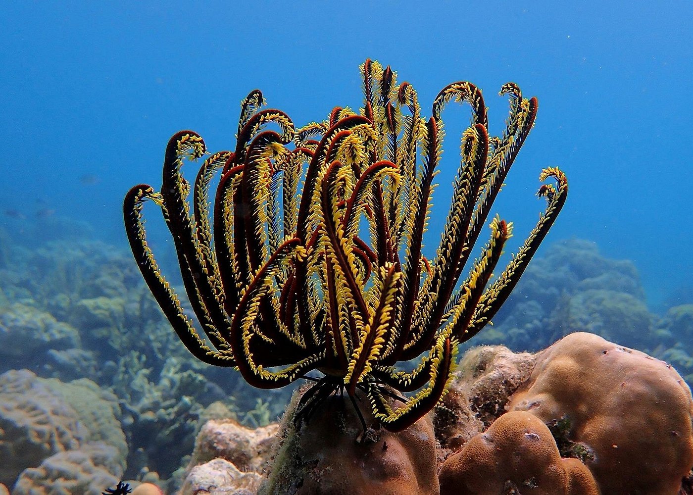 Scuba Diving in Siargao for Beginners