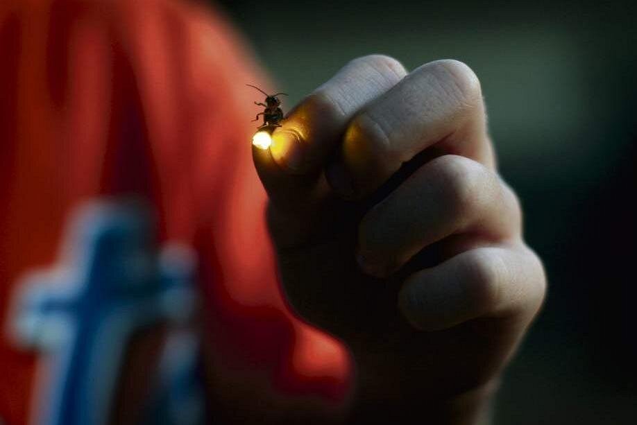 Puerto Princesa: Shared Firefly Watching