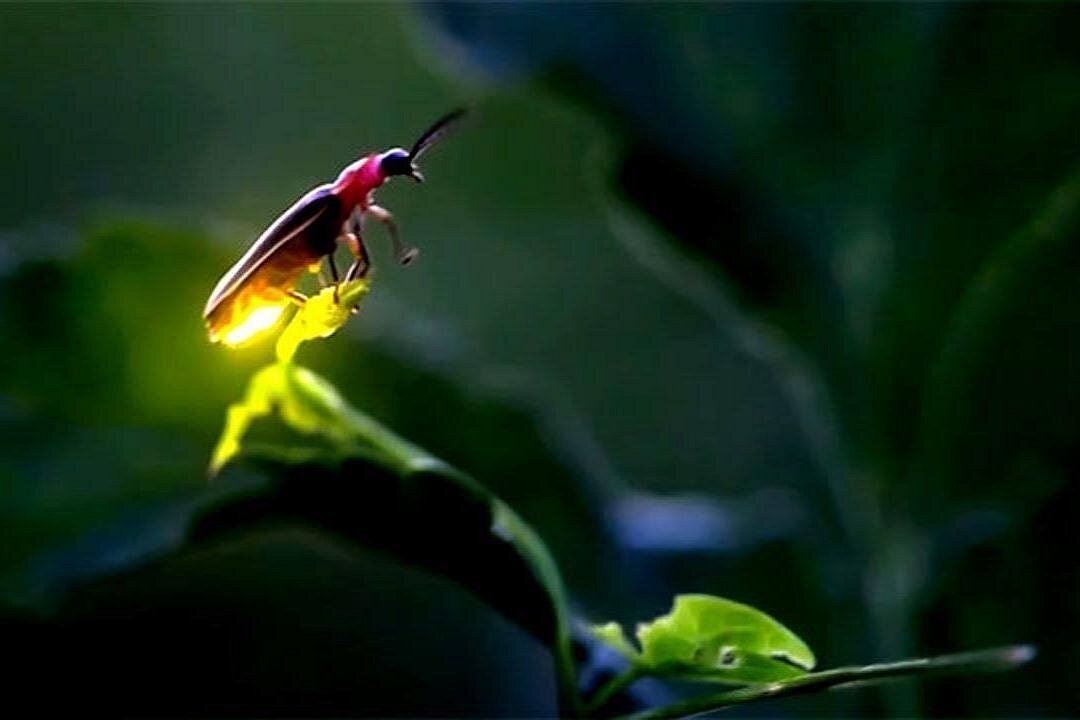 Puerto Princesa: Shared Firefly Watching