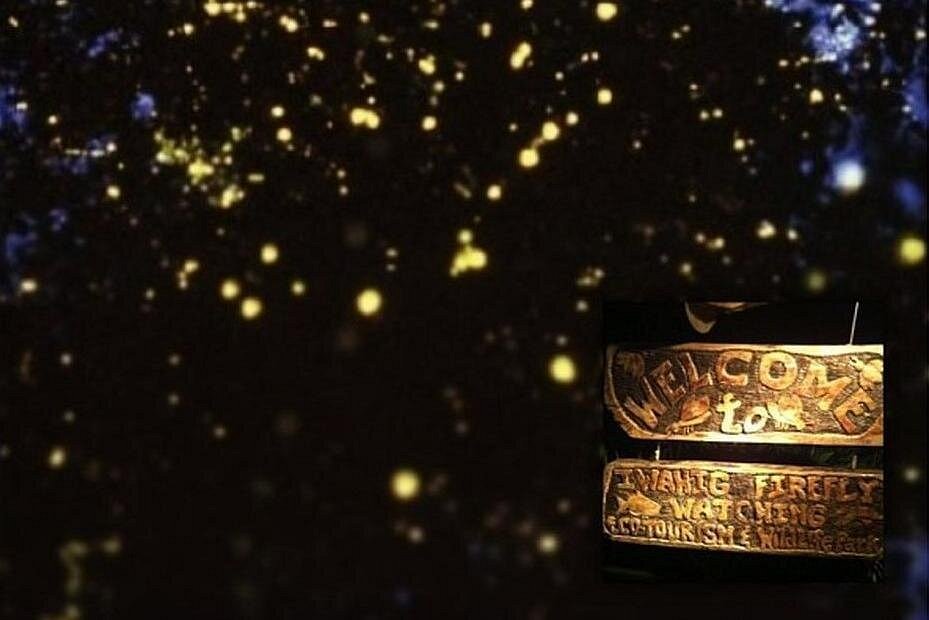 Puerto Princesa: Shared Firefly Watching