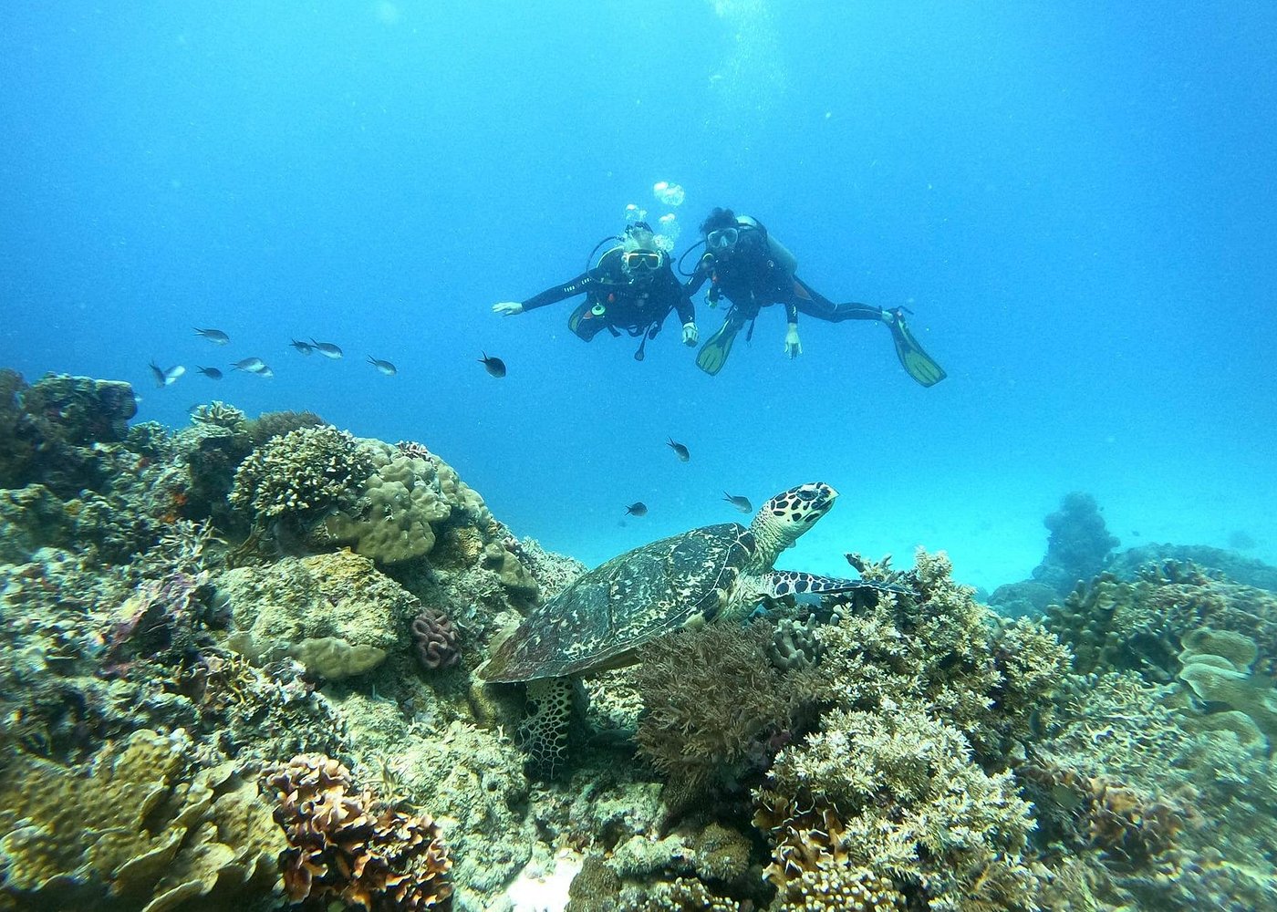 Siquijor Scuba Diving for Beginners