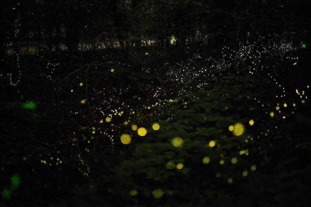 Bohol Firefly Watching (Private)