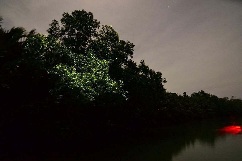 Bohol Firefly Watching (Private)