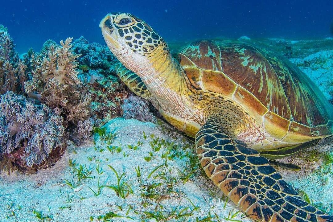 Moalboal Island Hopping and Kawasan Day Tour