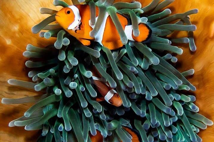 Moalboal Island Hopping and Kawasan Day Tour