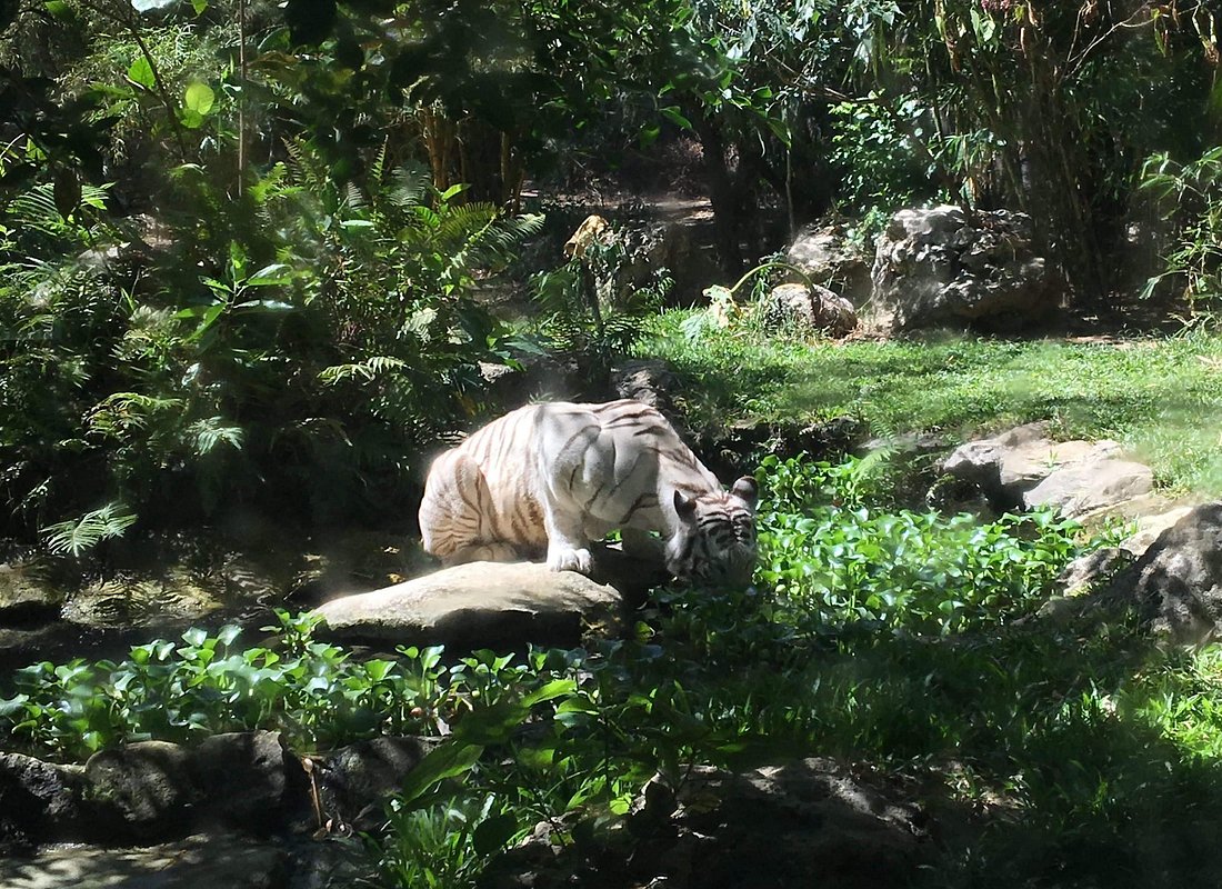 Cebu Safari and Adventure Park