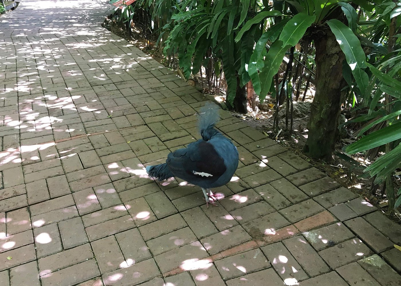 Cebu Safari and Adventure Park