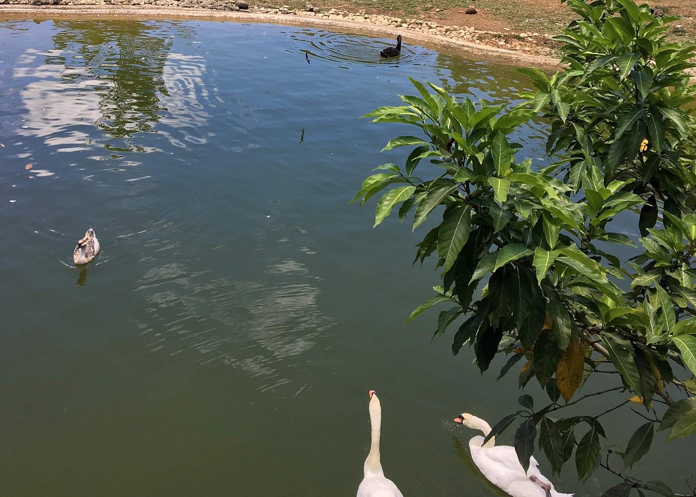 Cebu Safari and Adventure Park