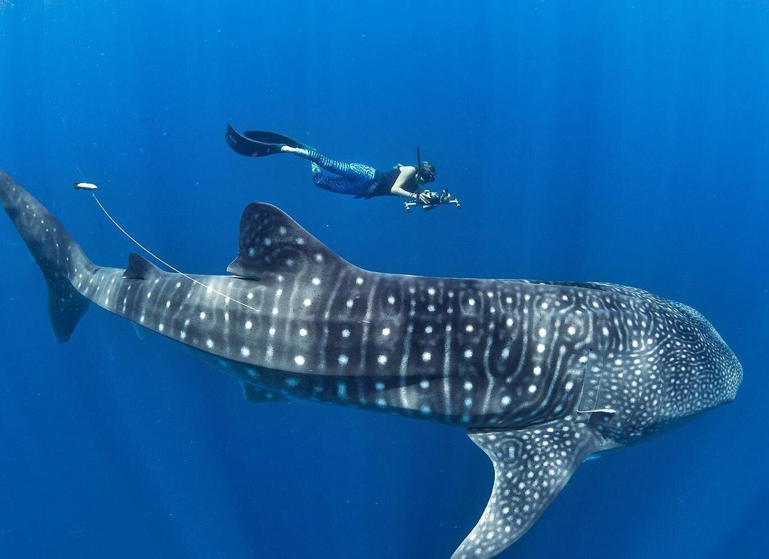 Oslob Whale Shark Snorkeling & Pescador & Sardine Run & Turtle