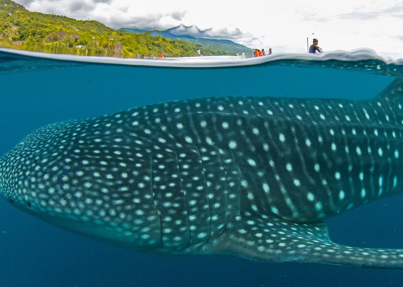 Oslob Whale Shark Snorkeling & Pescador & Sardine Run & Turtle