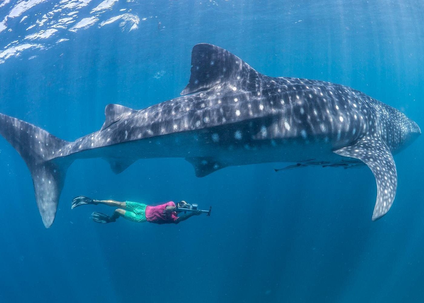 Oslob Whale Shark Snorkeling & Pescador & Sardine Run & Turtle