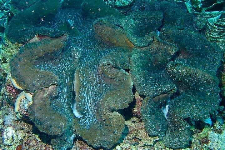 Puerto Galera Island Hopping