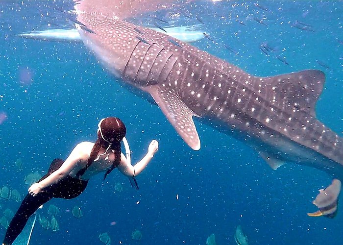 4D3N Budget Cebu City Tour, Moalboal, Oslob and Bohol Day Trip for 5 persons