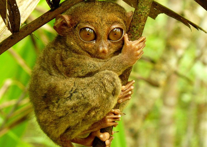 4D3N Premium Bohol Countryside Tour for 6 persons