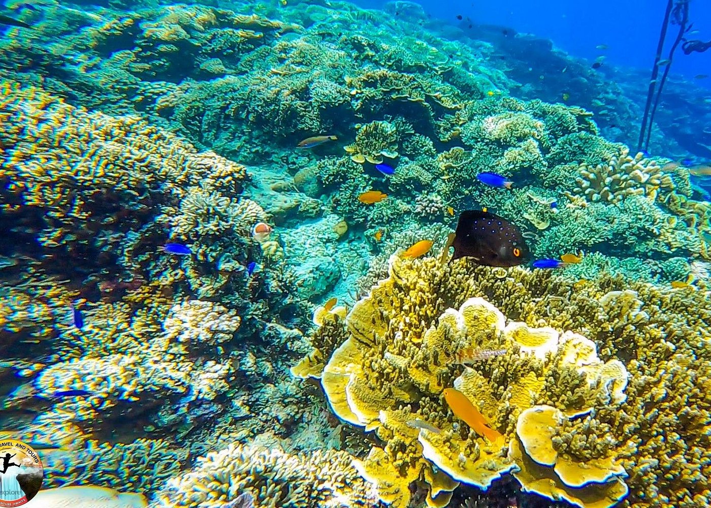 4D3N Standard Cebu City Tour, Moalboal and Oslob for 8 persons