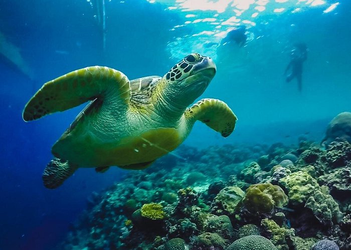 4D3N Budget Cebu City Tour, Moalboal, Oslob and Bohol Day Trip for 3 persons