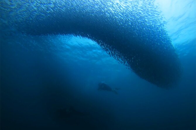 3D2N Premium Cebu City Tour, Moalboal and Oslob for 3 persons