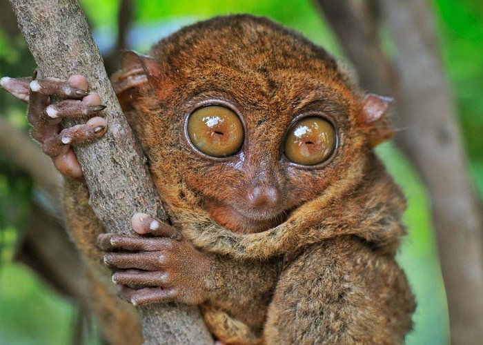 4D3N Budget Bohol Countryside Tour for 4 persons