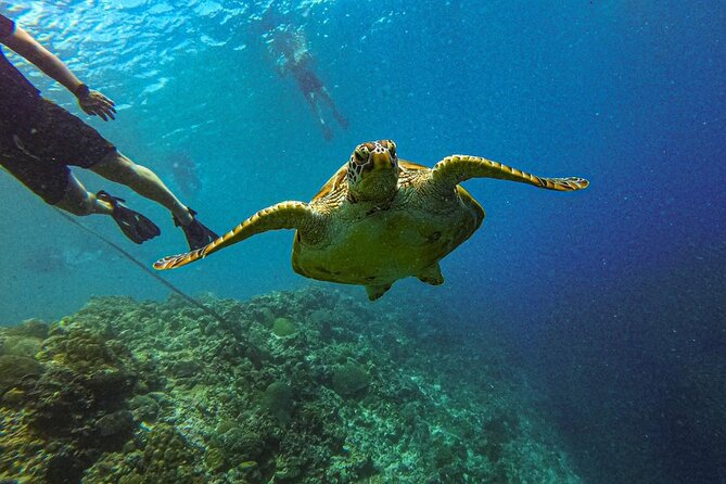 3D2N Premium Cebu City Tour, Moalboal and Oslob for 9 persons