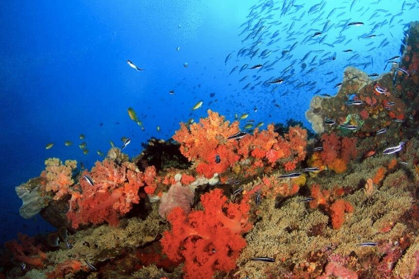 4D3N Budget Cebu City Tour and Moalboal for 2 persons