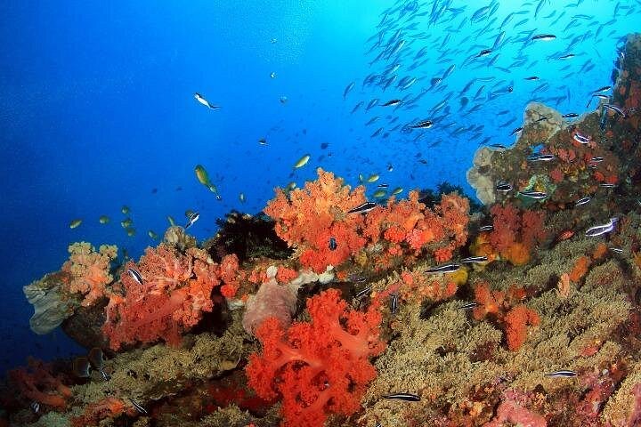 3D2N Budget Cebu City Tour and Moalboal for 9 persons