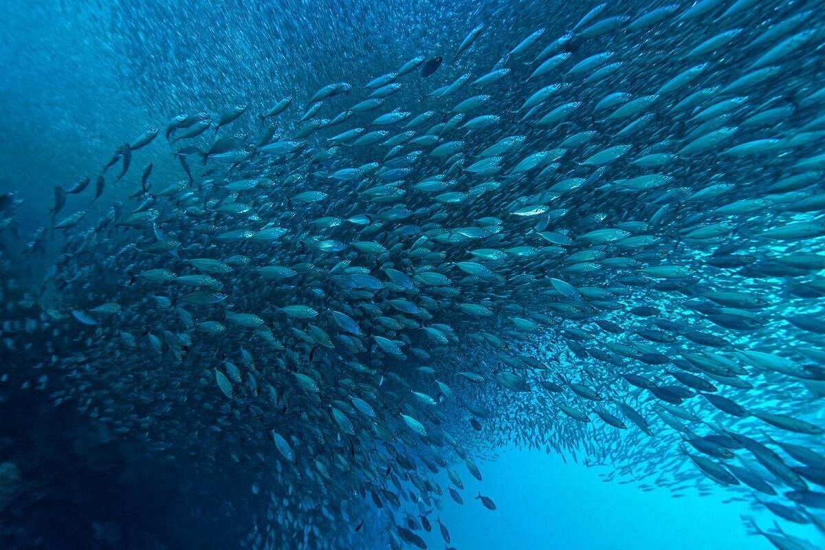 3D2N Standard Cebu City and Moalboal for 6 persons