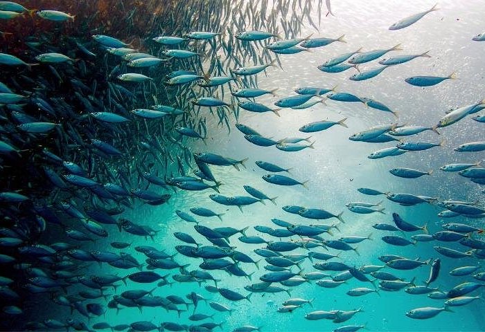 4D3N Standard Cebu City Tour, Moalboal, Oslob and Bohol Day Trip for 8 persons