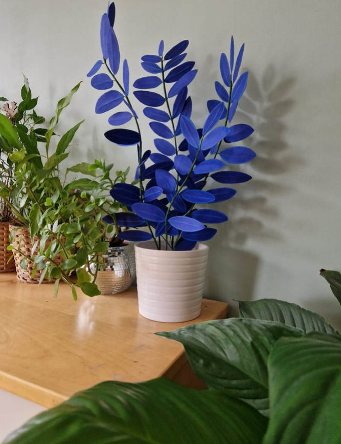 Kit créatif de plante en papier : Zamiifolia bleue