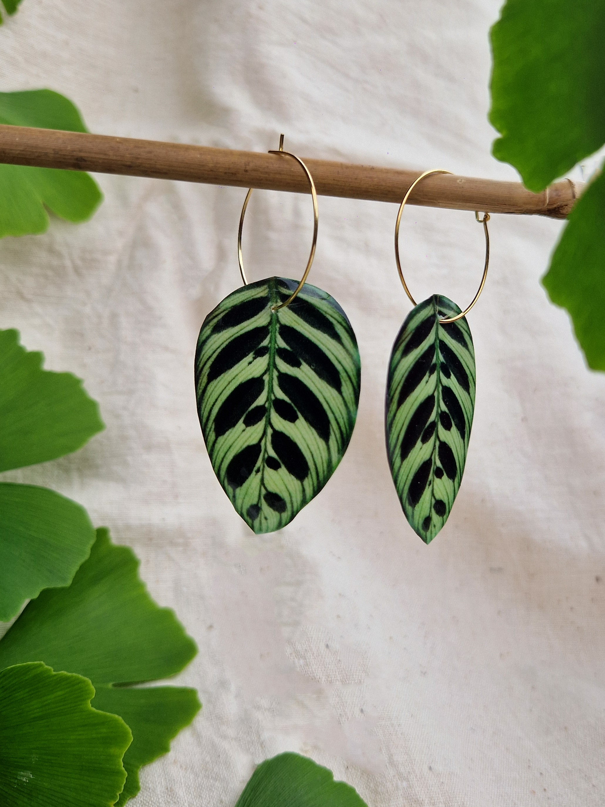 Créole " Calathea makoyana "
