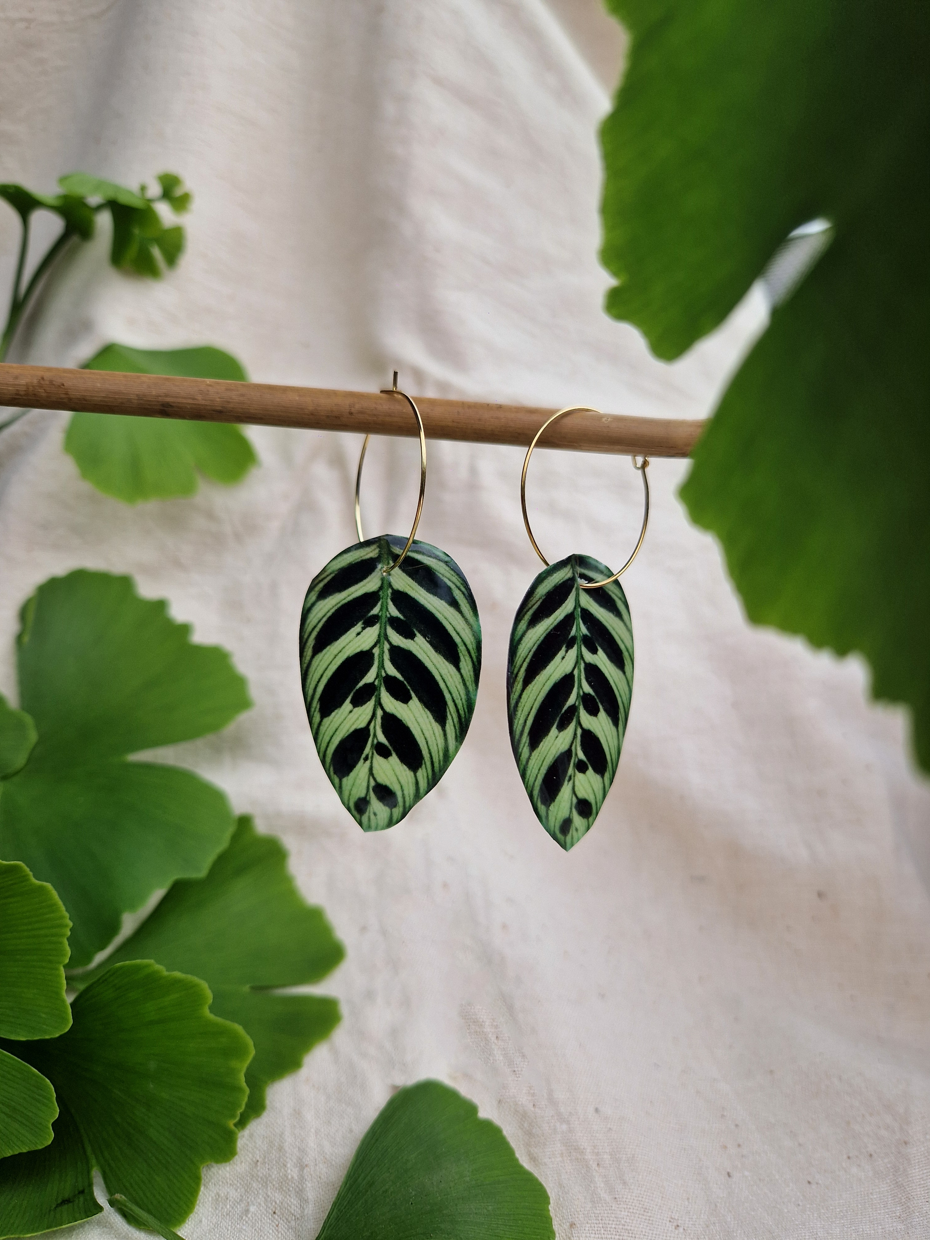 Créole " Calathea makoyana "