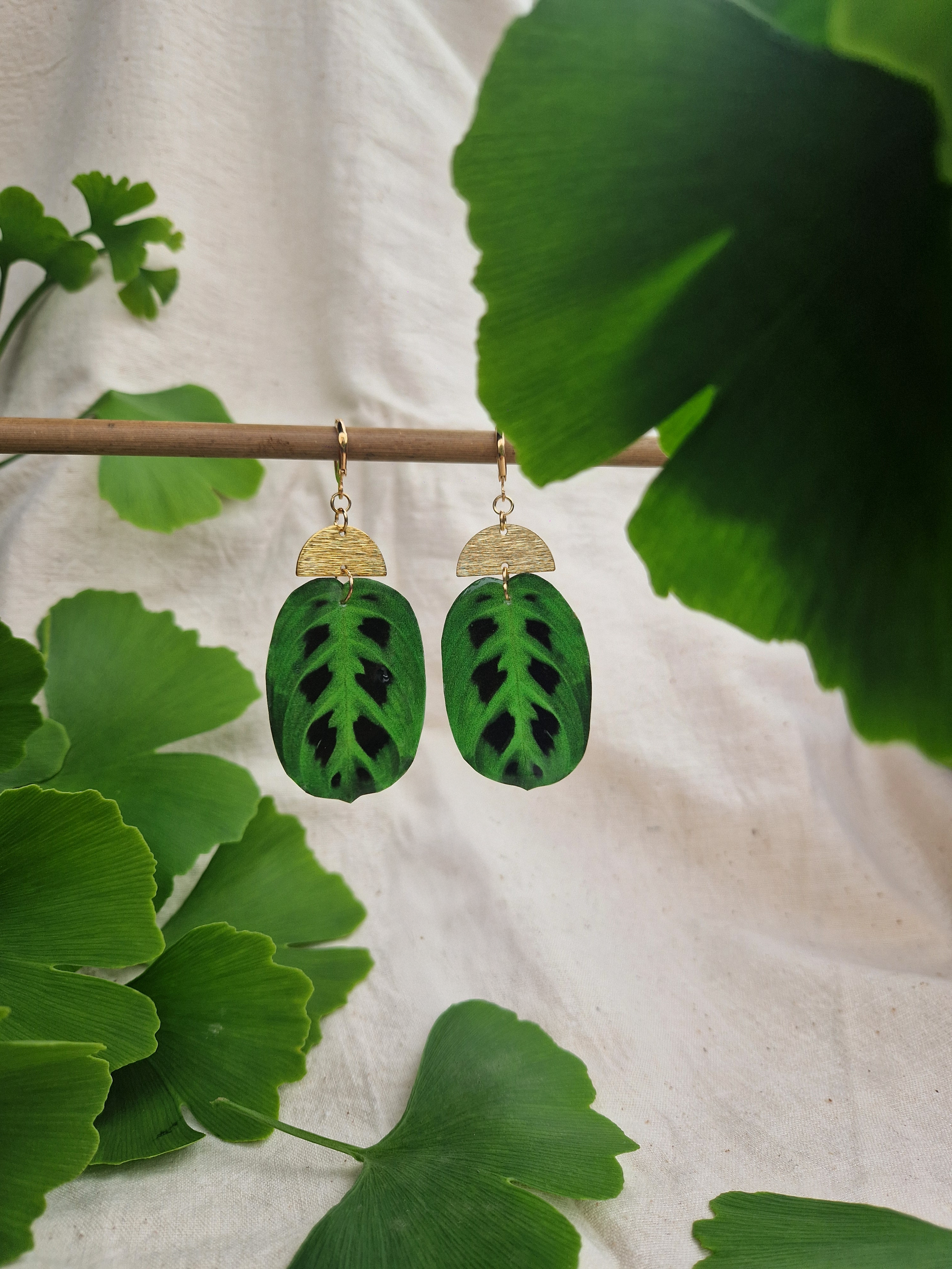Boucles " Leuconeura"