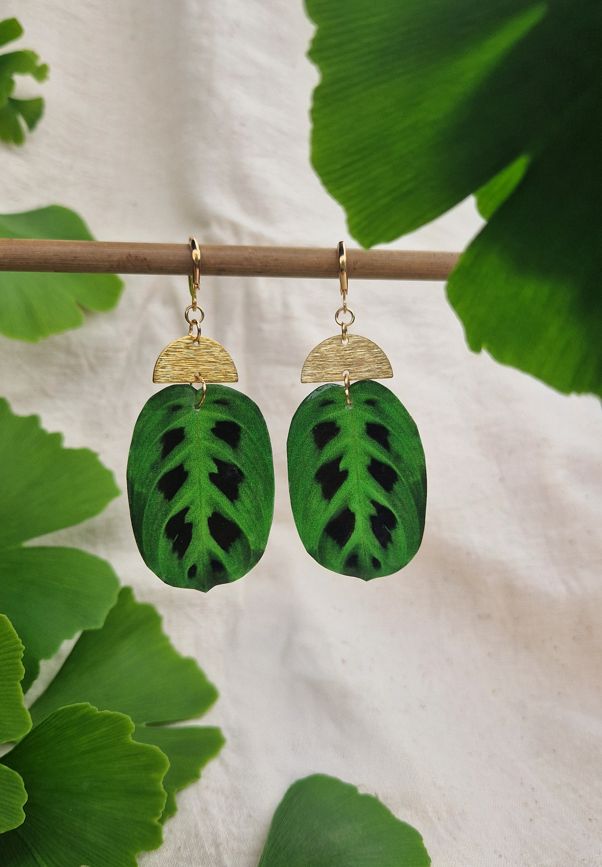 Boucles " Leuconeura"