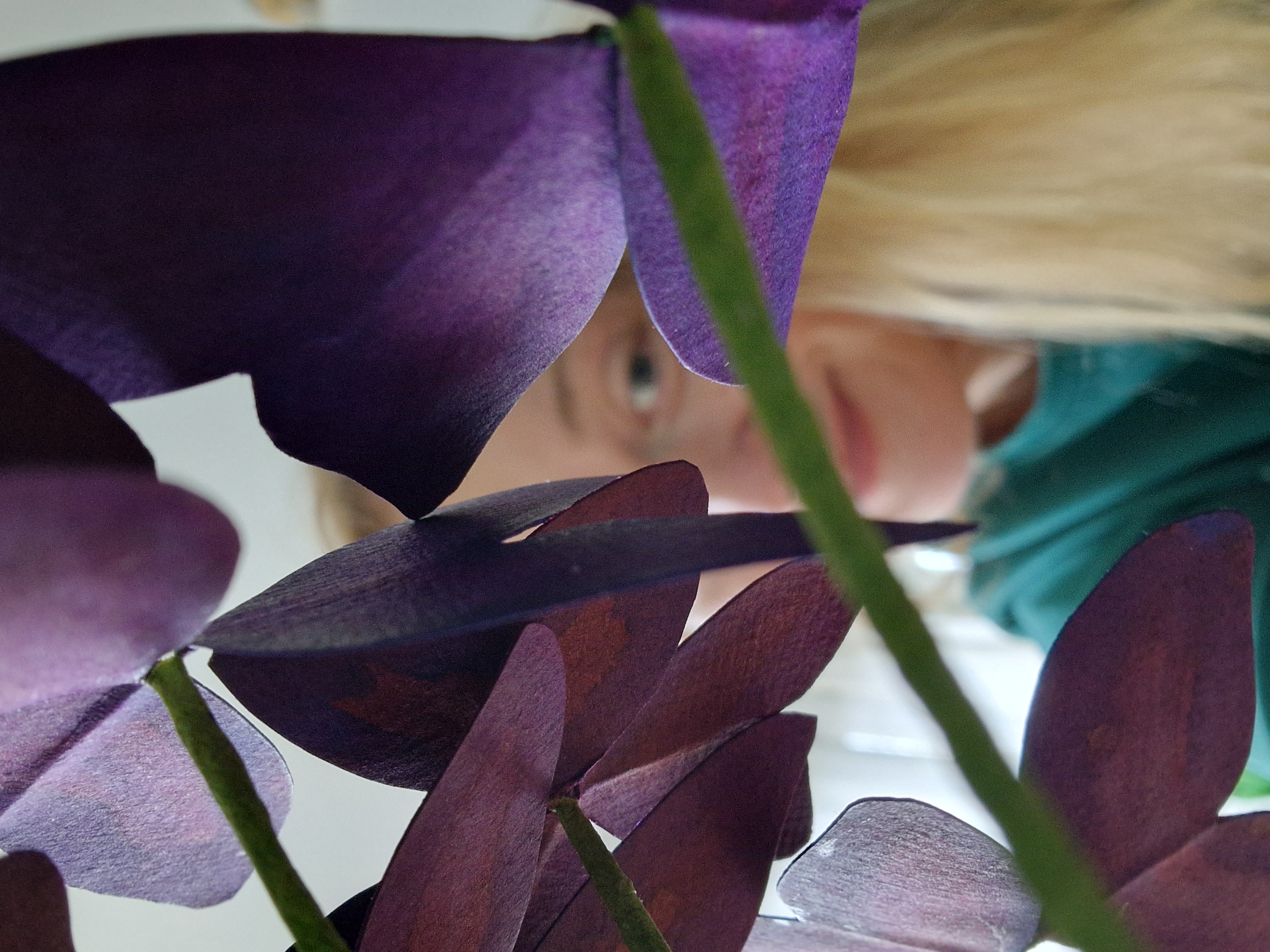 CHILL & PLANT - Dimanche 19 Avril à 14h 