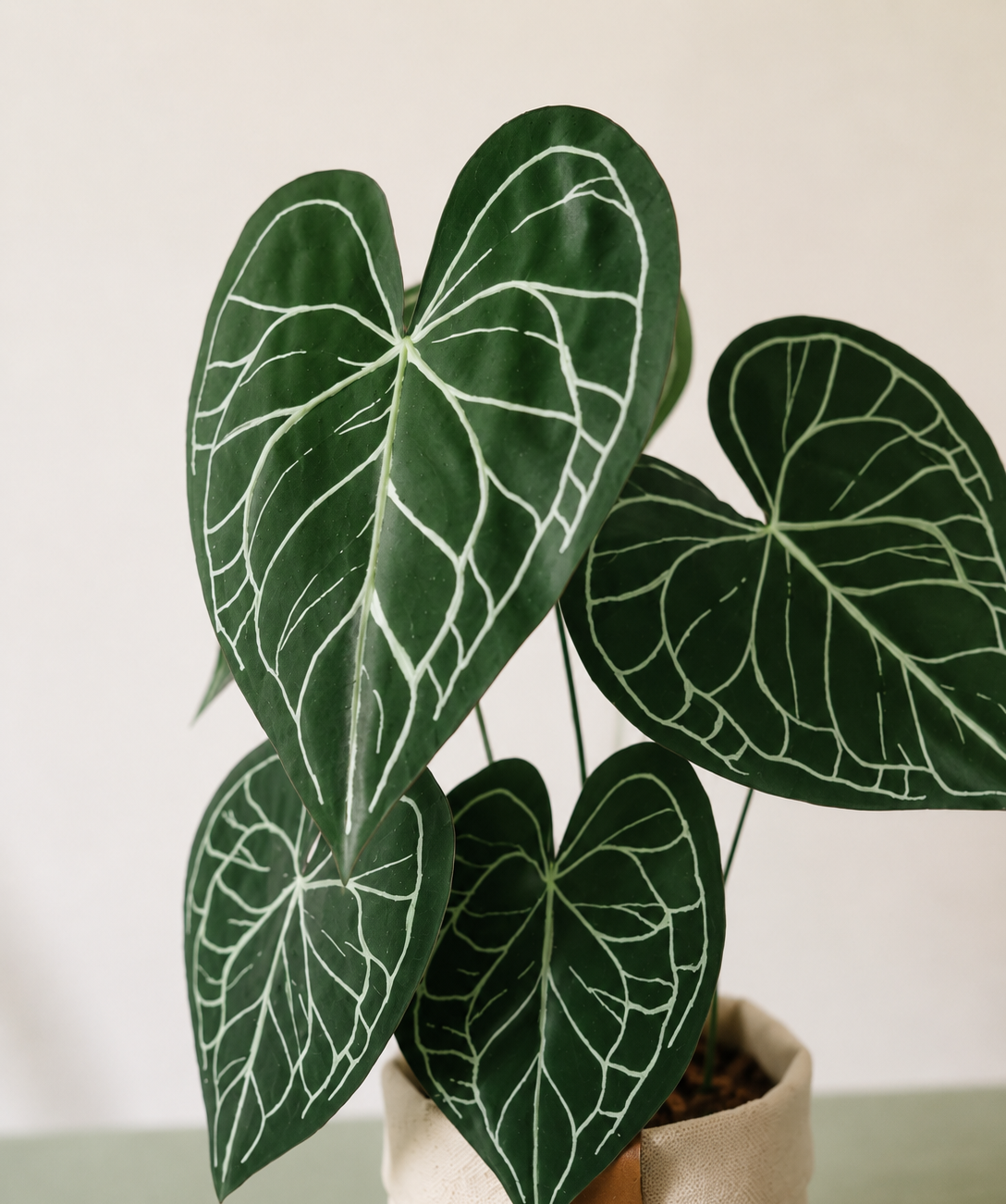 Kit créatif de plante en papier : Anthurium Cute