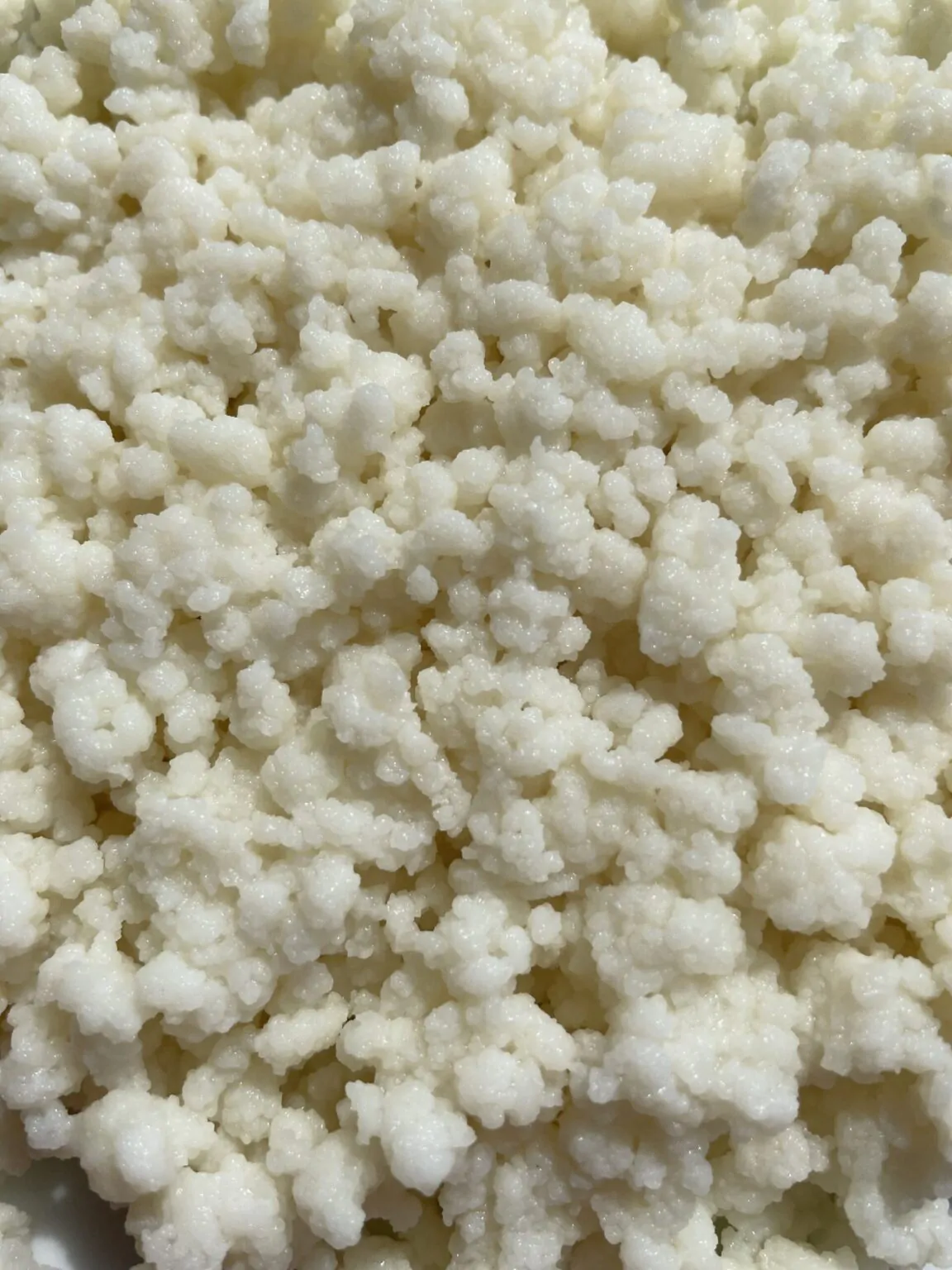 Fermentation Bundle - Wasserkefir + Milchkefir + Kombucha SCOBY - Komplettes Starter-Set