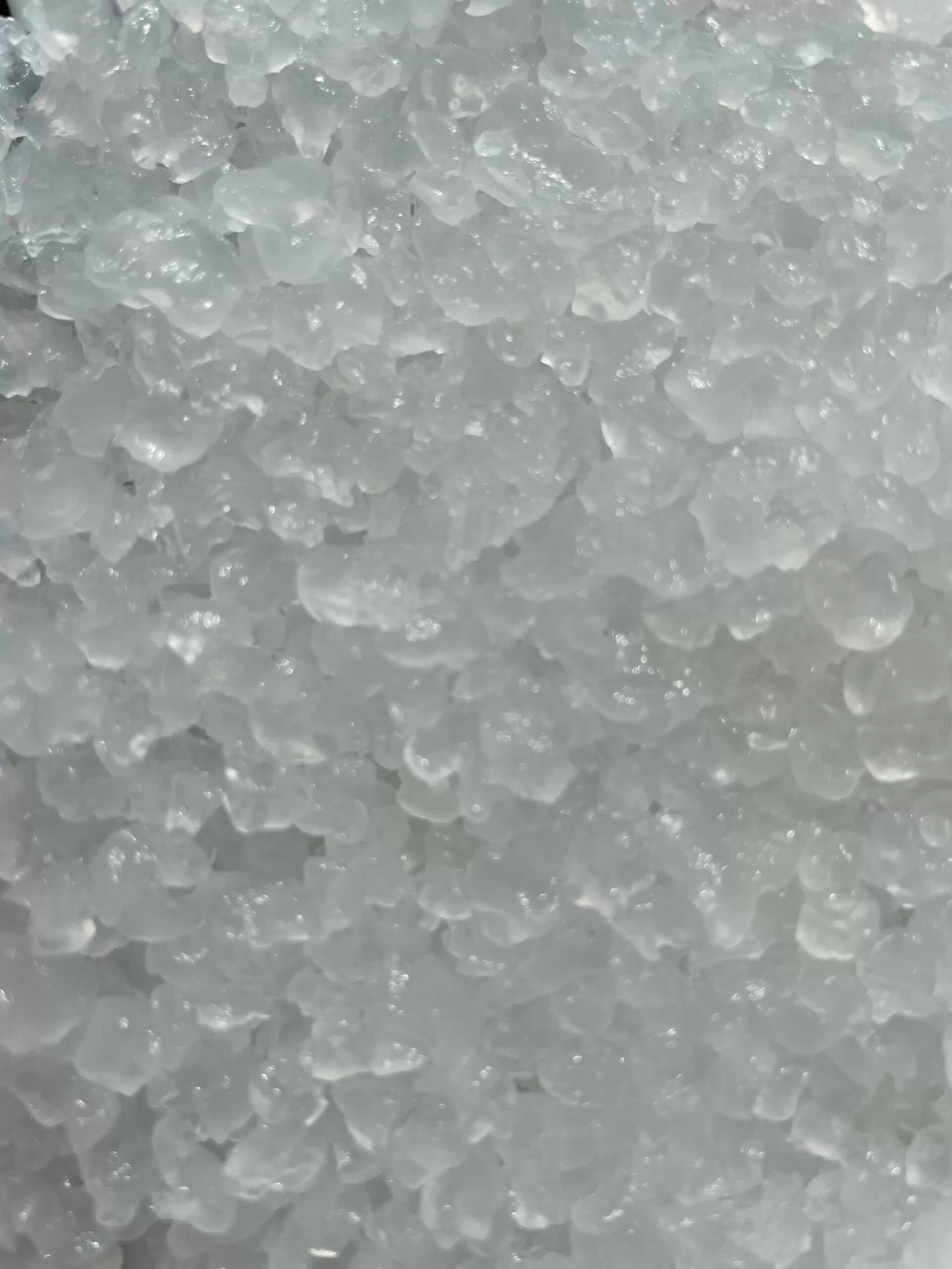 Fermentation Bundle - Wasserkefir + Milchkefir + Kombucha SCOBY - Komplettes Starter-Set