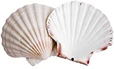 2 Coquilles St Jacques pour recharger