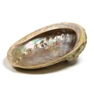 Coquille d'ormeau pour fumigation