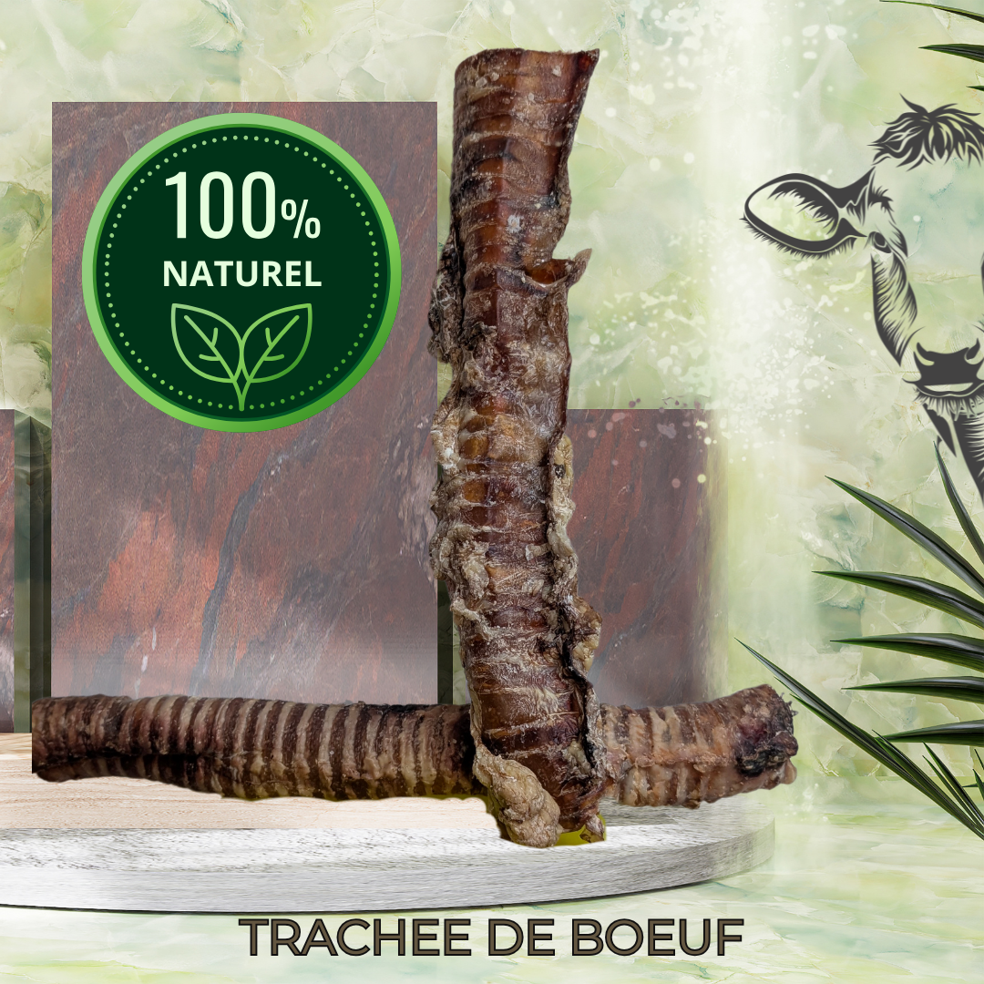 TRACHEE DE BOEUF