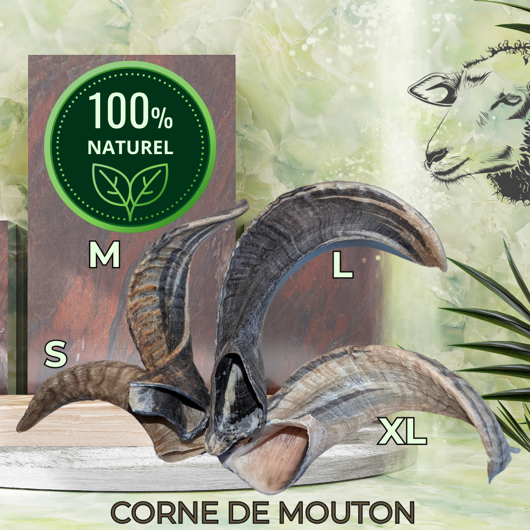 CORNE DE MOUTON