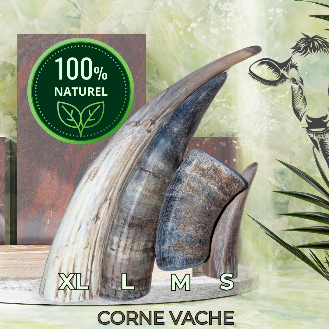 CORNE DE VACHE